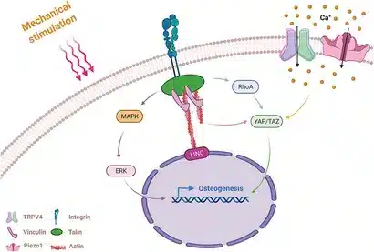 Mechanism of MSCs sensing and responding to mechanical stimulation.